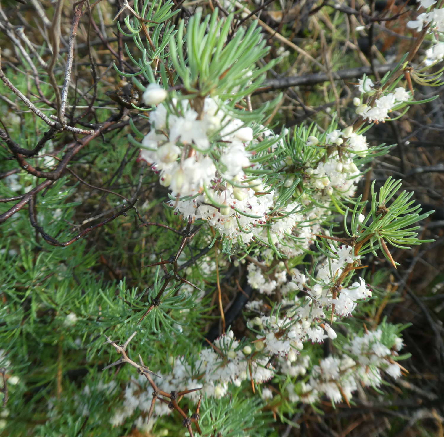 Asparagus albus